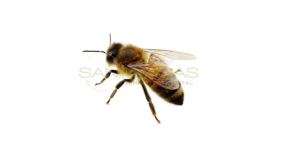 Imagen Abeja Imagen Abeja