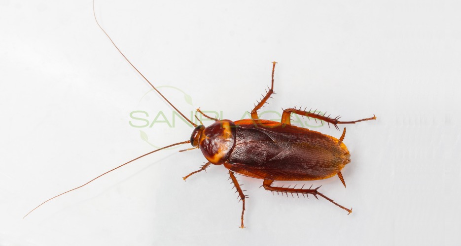 Imagen Cucaracha Imagen Cucaracha