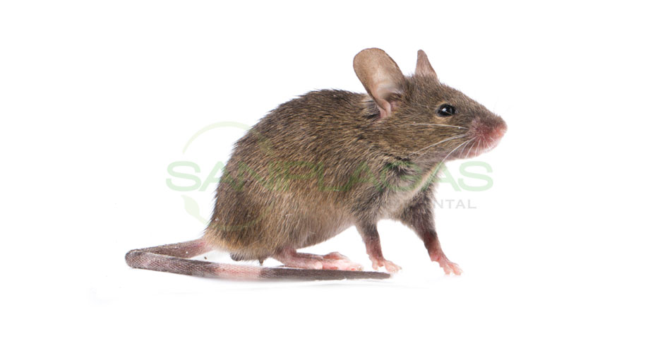 ratones-y-hormigas