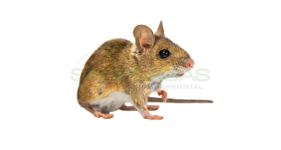 ratones-y-hormigas2