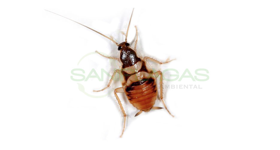 Imagen Cucaracha Imagen Cucaracha