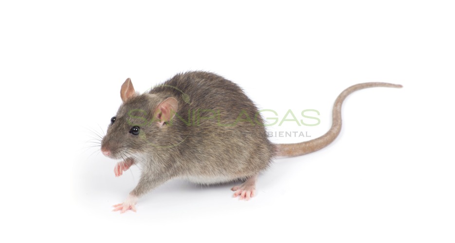 Rata Rata