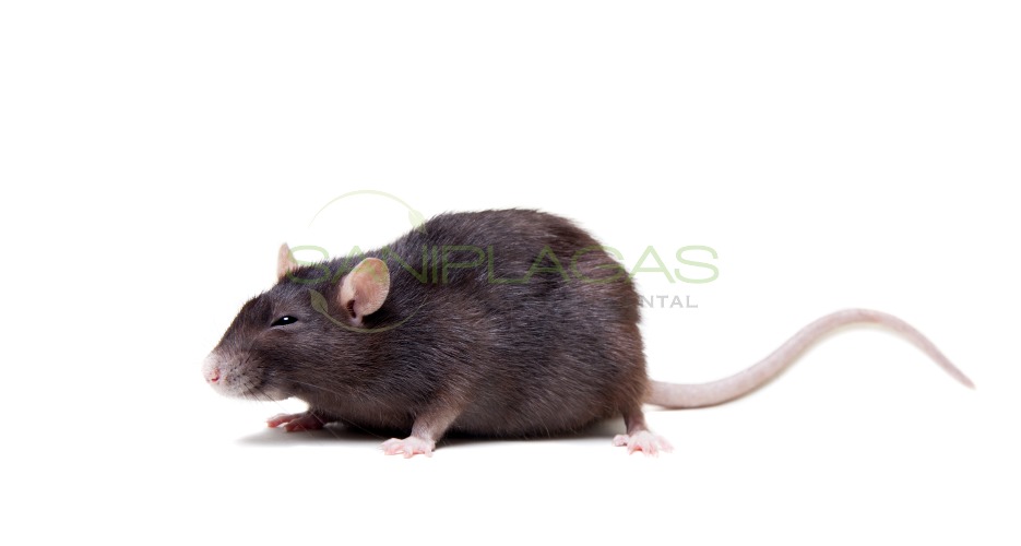 rata-negra